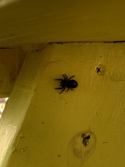Phidippus audax