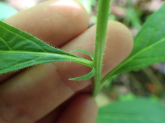 Hybanthus concolor