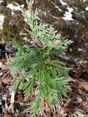 Cupressus × leylandii