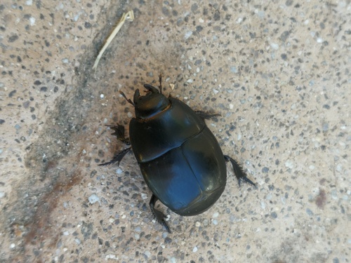 Pactolinus major