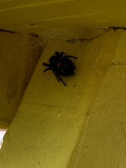 Phidippus audax