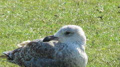Larus argentatus