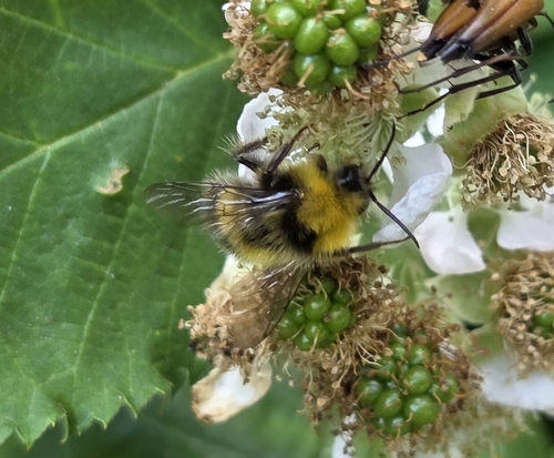 Early Bumble Bee