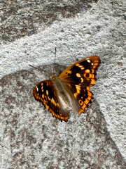 Lesser Purple Emperor