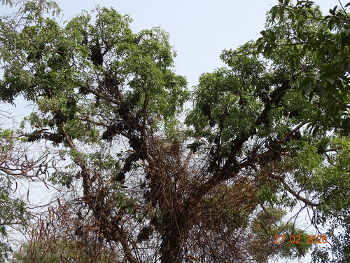 Straw-coloured Fruit Bat