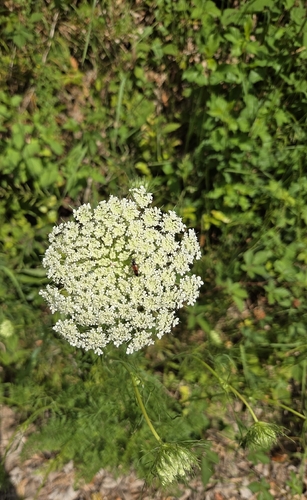 wild carrot
