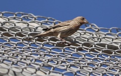 Haemorhous mexicanus