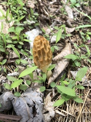 Morchella sceptriformis