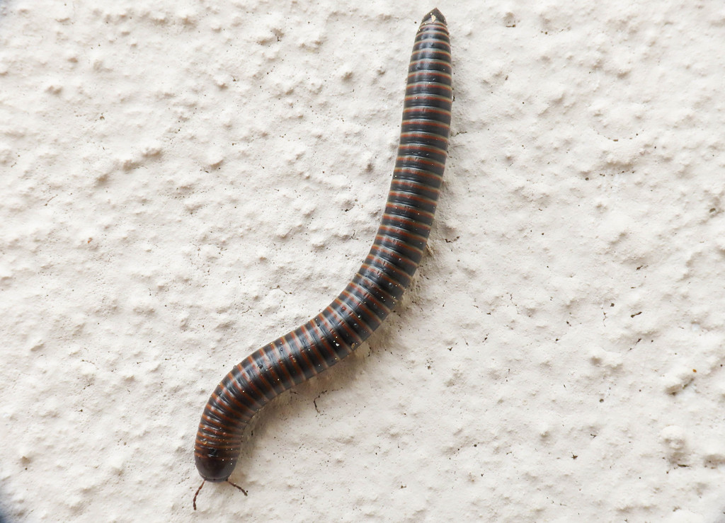 Acanthoiulus cassinensis