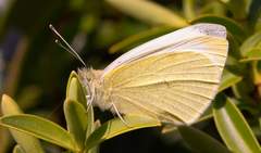 Pieris rapae