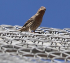 Haemorhous mexicanus