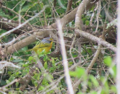 Orange-breasted Bushshrike (Chlorophoneus sulfureopectus), photo 4