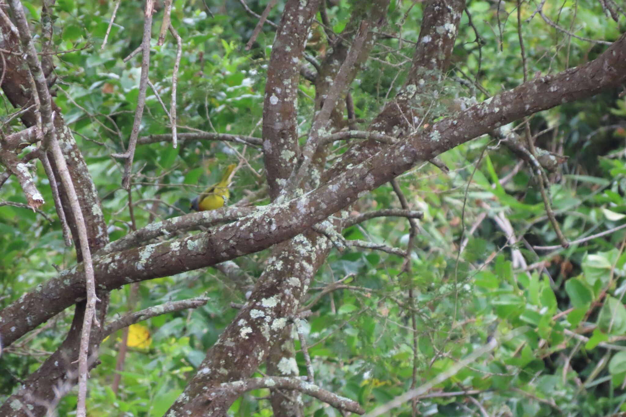 Orange-breasted Bushshrike (Chlorophoneus sulfureopectus), photo 10