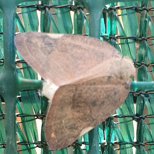 Brown Winged Plant Hopper