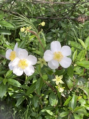 Carpenteria