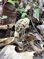 Morchella sceptriformis