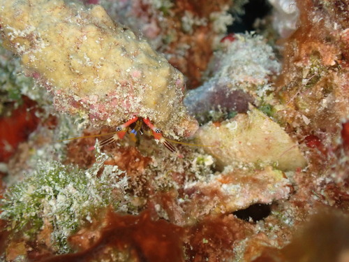 Calcinus lineapropodus observed 2026-05-28