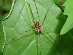 Leiobunum ventricosum