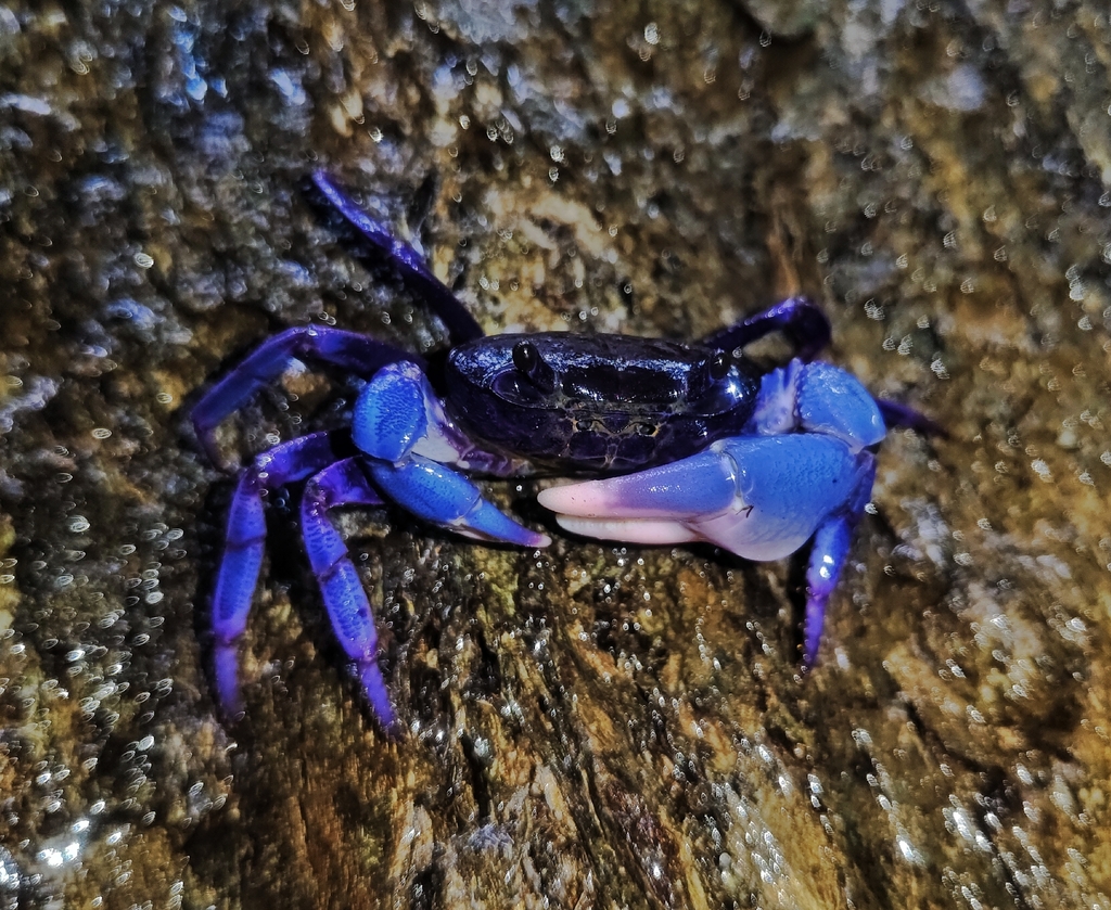 Purple Tree Crab