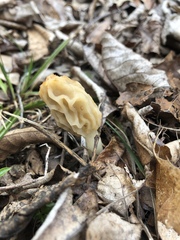 Morchella sceptriformis