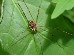 Leiobunum ventricosum