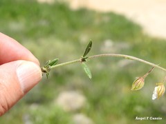 Helianthemum asperum