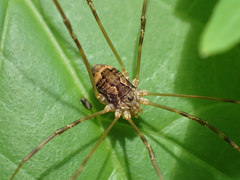 Leiobunum ventricosum