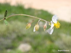 Helianthemum asperum