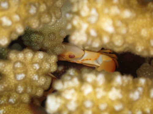 Trapezia bidentata observed 2026-05-28