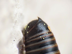 Acanthoiulus cassinensis