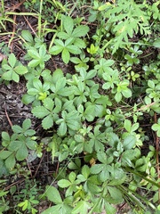 Potentilla canadensis, photograph (c) Anne Parker, some rights reserved (CC BY)