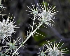 Echinops echinatus