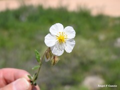 Helianthemum asperum