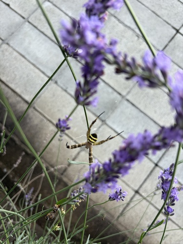 Kogane Spider