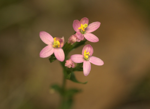 Common centaury