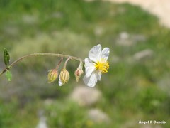 Helianthemum asperum