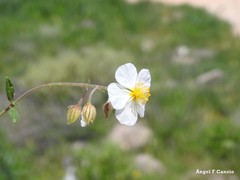 Helianthemum asperum