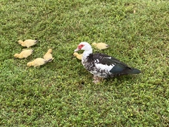 Cairina moschata domestica