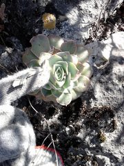 Echeveria simulans