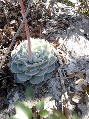 Echeveria simulans