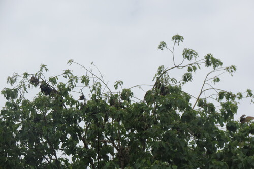 Straw-coloured Fruit Bat