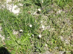 Helianthemum asperum