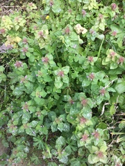 Lamium purpureum