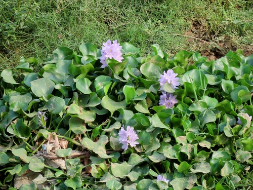 common water hyacinth