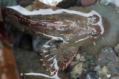 Hemilepidotus hemilepidotus