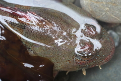 Hemilepidotus hemilepidotus