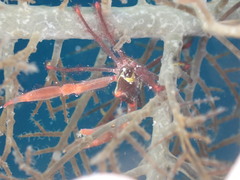 ホシベニサンゴガニ