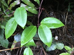 Clematis crassifolia