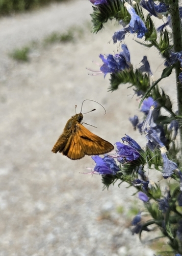 Large Skipper