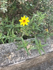 Wedelia acapulcensis